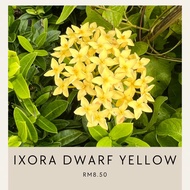 yellow Ixora / Ixora Kuning / Ixora dwarf yellow / jejarum kuning / tudung periuk kuning (Beli 2 per