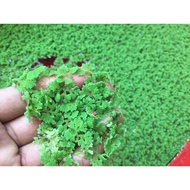 [READY STOCK]- Azolla microphylla - SUMBER MAKANAN PROTIEN UTK TERNAKAN IKAN - Mosquito Fern Floatin