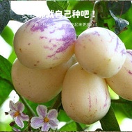 Ready Stock Fast Shipping Ready Stock Ginseng Fruit Seeds Seeds Thick Fleshy Fragrant Flower Fruit M