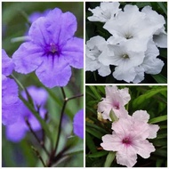 Pokok Ruellia Merixan Ruellia Pelbagai Warna ( Merah / Purple / Pink / Putih )