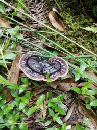 天然野生靈芝 全人工採自黃山野生紫靈芝，菌香濃郁，耐煮耐泡，‭‮養營‬‬豐富。味不苦，很適合‭‮常日‬‬養生的！ ！ 
100g 另有其他容量。特惠結緣