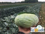 5Gr 750 Hạt Hạt Giống Cải Bắp 70NST TG308 (-KL| C19)