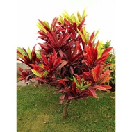 Pokok Puding ID Saga Merah Cantik ( Rare Item🔥)