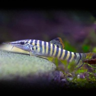 Green tiger loach / (4-5cm) / Live fish / ikan hiasan / green tiger botia / tiger botia loach /  Aqu