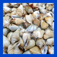 SIPUT GONGGONG 1kg I 东方螺1公斤 ( For Klang Valley Only )