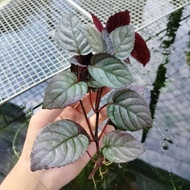 (2 pcs for RM3.90 only ) Aquarium landscape live water plant/Tumbuhan akuatik/水草 紫叶/Plant for mini F