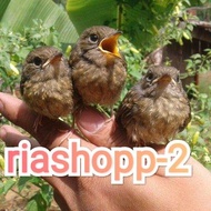 burung SRDC anakan loloh