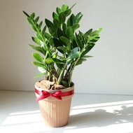 植栽 盆栽 l 金錢樹 送禮首選  室內植物 辦公室盆栽