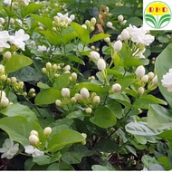 Real Plants Fragrant Jasmine Plant Jasminum Sambac Arabia Jasmine Flower Mogra Fragrant Pokok Bunga 
