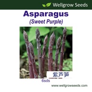 Asparagus Sweet Purple (6sds) 紫芦笋 Vegetable Seeds Wellgrow Seeds