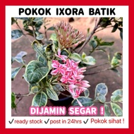 RINA • pokok Ixora batik • frozen star variegated coccinea flower white pink bunga hidup jarum jenja