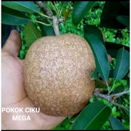 ANAK POKOK CIKU MEGA HYBRID