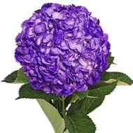 (Ada Bunga) Hydrangea /Bunga Tiga Bulan / Siti Zubaidah 绣球花 Pot Live Plant Hiasan Pokok Bunga Hidup