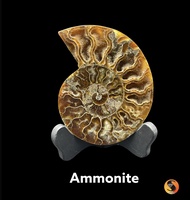 Ammonite specimen for decoration. ตัวอย่างแอมโมไนต์สำหรับตกแต่ง