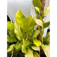 金帝王Philodendron Imperial Gold/Silver Sword/Green 金帝王/雪钻 Philodendron Malay Gold IOB