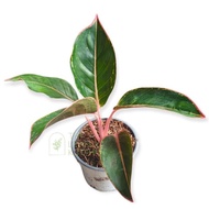 ♞AGLAONEMA  PINK Chinese Evergreen rooted &amp; Potted plants indoor plants