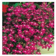 LOBELIA Rosemund Seeds (Lobelia Erinus Compacta) -LIMITED