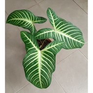 Xanthosoma Lindenii（pic :180421)