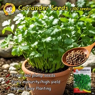 (Fast Growing 300pcs) 100% Organic Fresh Heat Tolerant Coriander Seeds for Planting Vegetables Organ