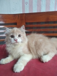 kucing Persia kitten