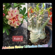 adenium flower 15 inches 富贵花15吋盆