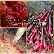 BENIH POKOK KANTAN MERAH