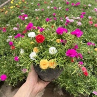 Ten o'clock flower sliced with double flowers (10 o'clock Thai)