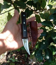 Pisau Grafting Pisau Okulasi Cangkok Tanaman