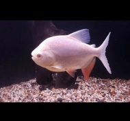 Mantap Banget Amara Bawal Pacu Albino Aquarium