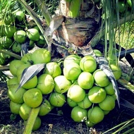 🥥🥥🥥 Fertilizer for Coconut Baja untuk Pokok Kelapa Matag Pandan DLL [ SUBUR AKAR BUAH ] LENGKAP