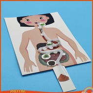 [PrettyiaSG] Human Digestive System Model Human Body Organ Teaching Tools Handicraft 3D