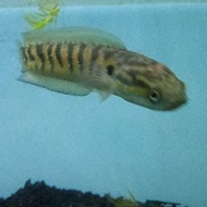 channa asiatica rsws 15cm kolpri