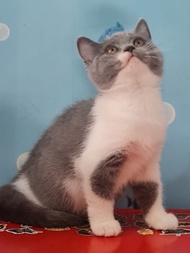 kucing british shorthair bsh cat non ped female betina kitten bdg