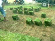 JUAL RUMPUT GAJAH MINI PER METER