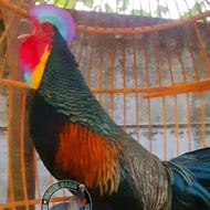 ayam hutan hijau super | ayam hutan hijau umbaran
