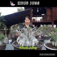 Khud Jung/ Hybrid type/ Adenium seeds/ Biji benih adenium/ Import Thailand