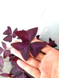 SOLD purple clover leaves 紫色幸運草 三葉草 會開粉紅花 容易打理 陰性植物 室內盆栽 indoor plant