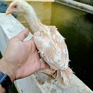 Ayam Shamo Biang BKEkor Lidi Tulangan Besar ekor kaku