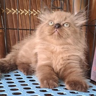 Anakan Kucing Anggora/Anakan Kucing Persia Betina /Kitten Persia Flatnose Betina /Kitten Persia Hima