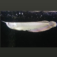 Hokii Fish - arwana silver Red /silver Brazil 15-16 CM