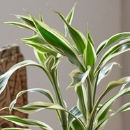 Pokok Lucky Bamboo white variagated / lucky bamboo putih batik