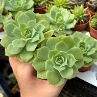 GPS Green Plant Society live Succulent Malgan 麦秆多肉