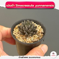 รวมกุหลาบหินและไม้อวบน้ำ #2 หลายสายพันธุ์ ส่งทั้งกระถาง cactus&amp;succulent