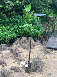 Aneka Anak Pokok Bakau