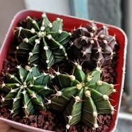 [Bare root 2.5-3cm(1pcs)]Gymno cactus