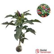 Tanaman Hidup Cabe Pelangi Berbuah - Cabe Pelangi - Cabe Pelangi Berbuah - Bibit Cabe Pelangi Berbua