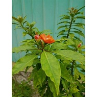 DURI 7 BILAH DLM POLIBEG