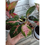 aglaonema kochin