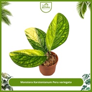 Tanaman Hias | Monstera Karstenianum Varigata | REAL PIC 100%