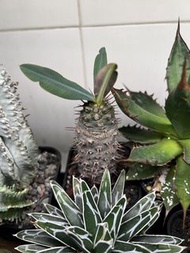 塊根植物-瓶幹麒麟-大戟科